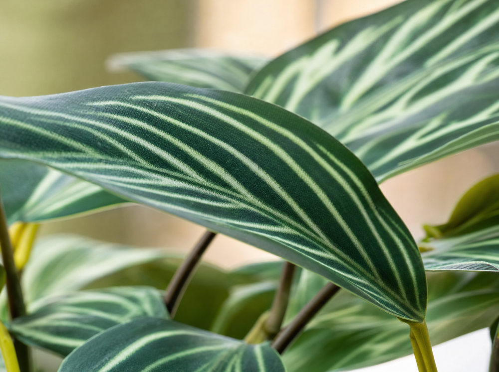Calathea Zebrina in zwarte pot - 42 cm hoog - Kunstplant - ARTIFICIAL - blad close-up