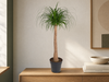Beaucarnea stam - 120 cm - ø32