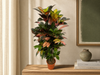 Codiaeum (Croton) Iceton vertakt - 100 cm - Ø24cm