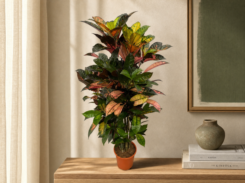 Codiaeum (Croton) Iceton vertakt - 100 cm - Ø24cm - interieur