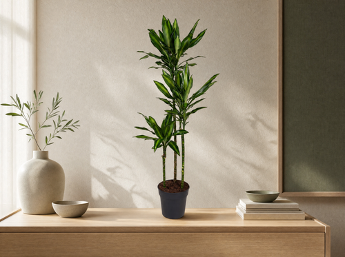 Dracaena Cintho - 160 cm - ø24 - interieur