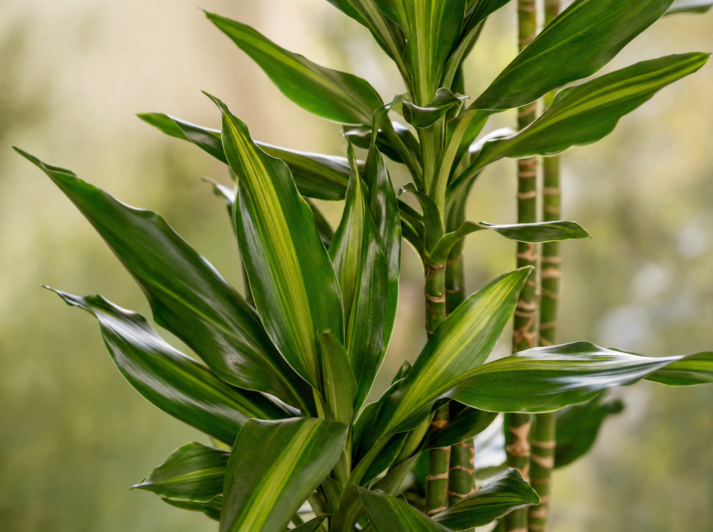 Dracaena Cintho - 160 cm - ø24 - blad close-up
