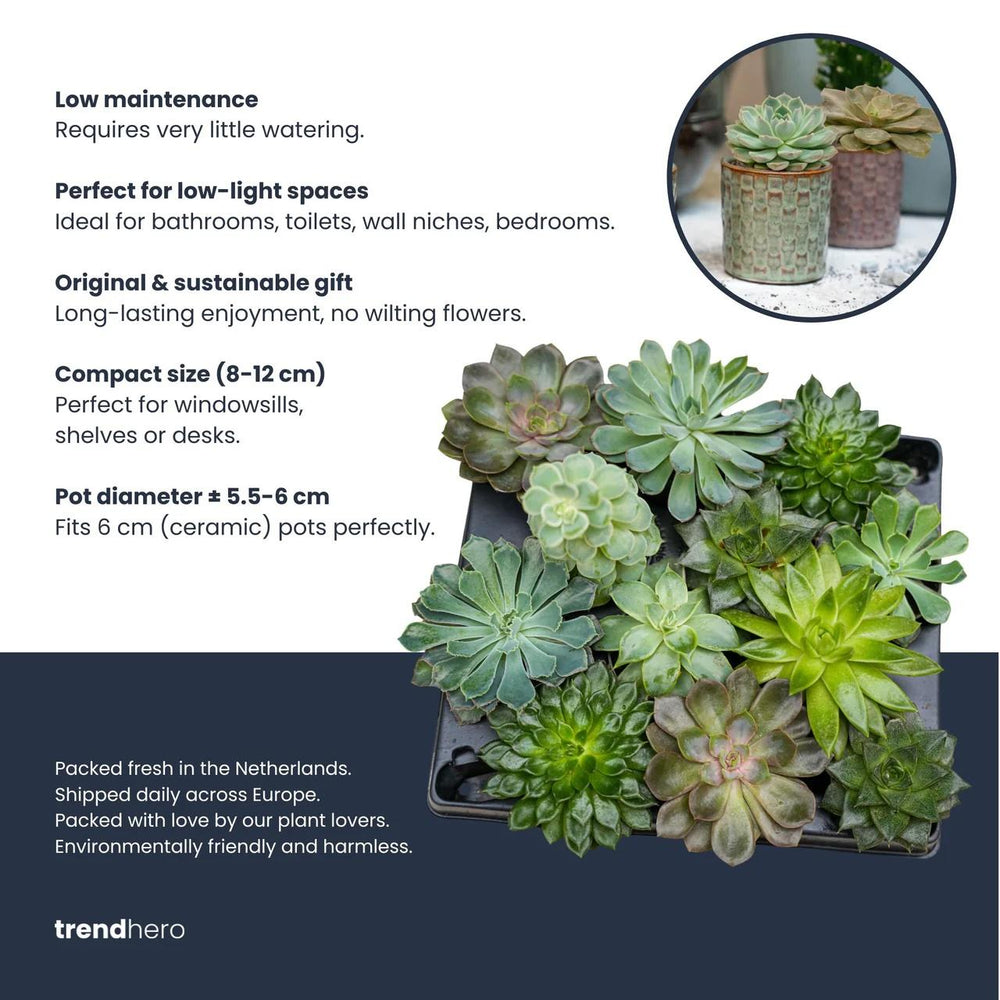 Succulenten set van 3 met rode mini pot - ↑ 8–12 cm