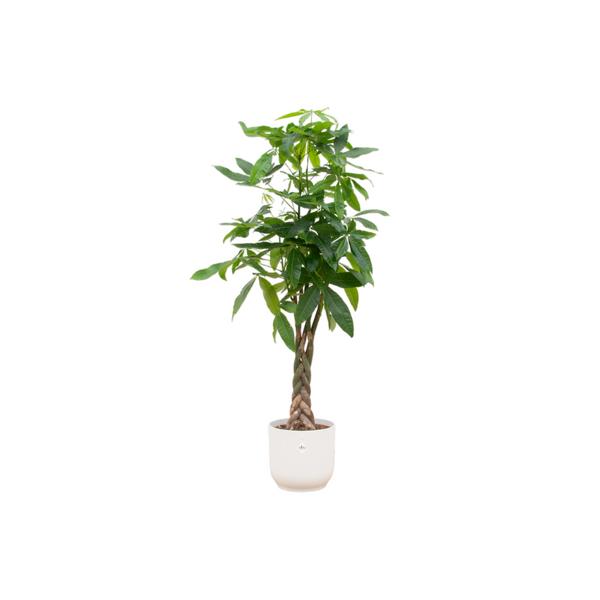Combi deal - Pachira Aquatica inclusief elho Vibes Fold Round wit Ø30 - 150 cm