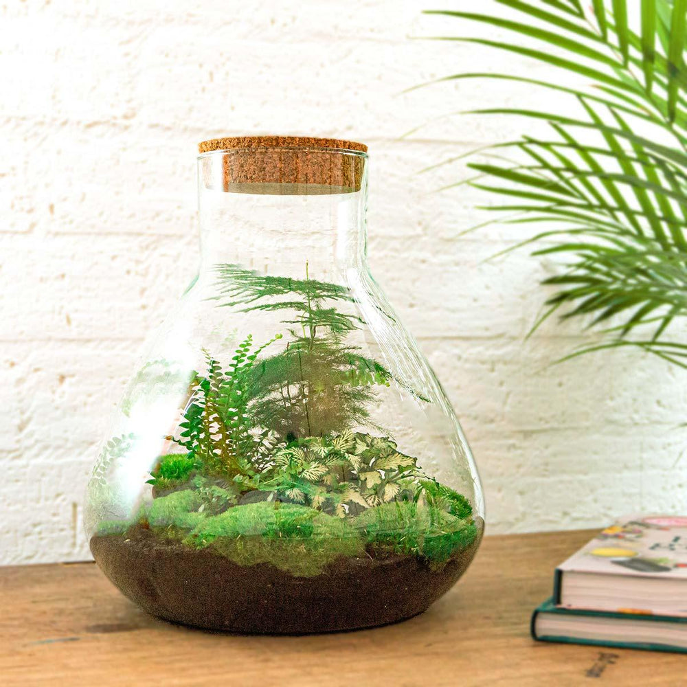 DIY Planten terrarium met licht - Sam XL Green - Ø 30 cm ↑ 32 cm - Rake + Shovel + Tweezer + Scissors