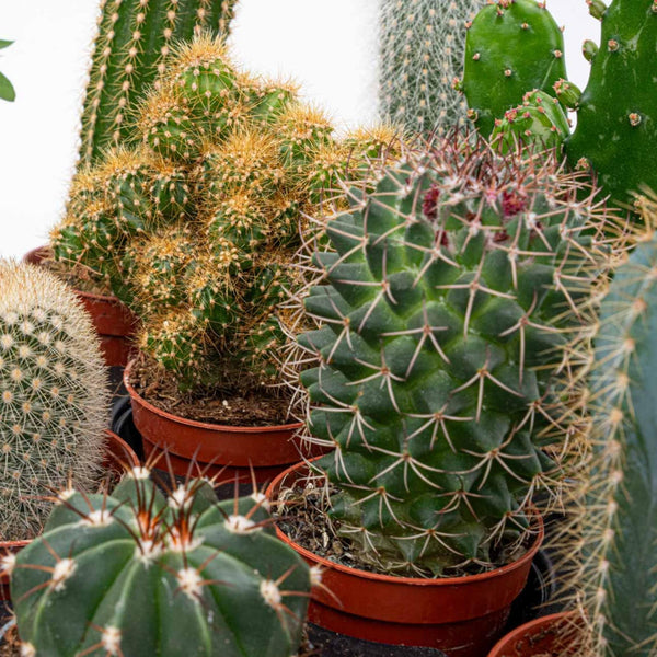 Cactus Set van 6 in Keramische Mini Potjes Madrid -  ↑ 8–12 cm