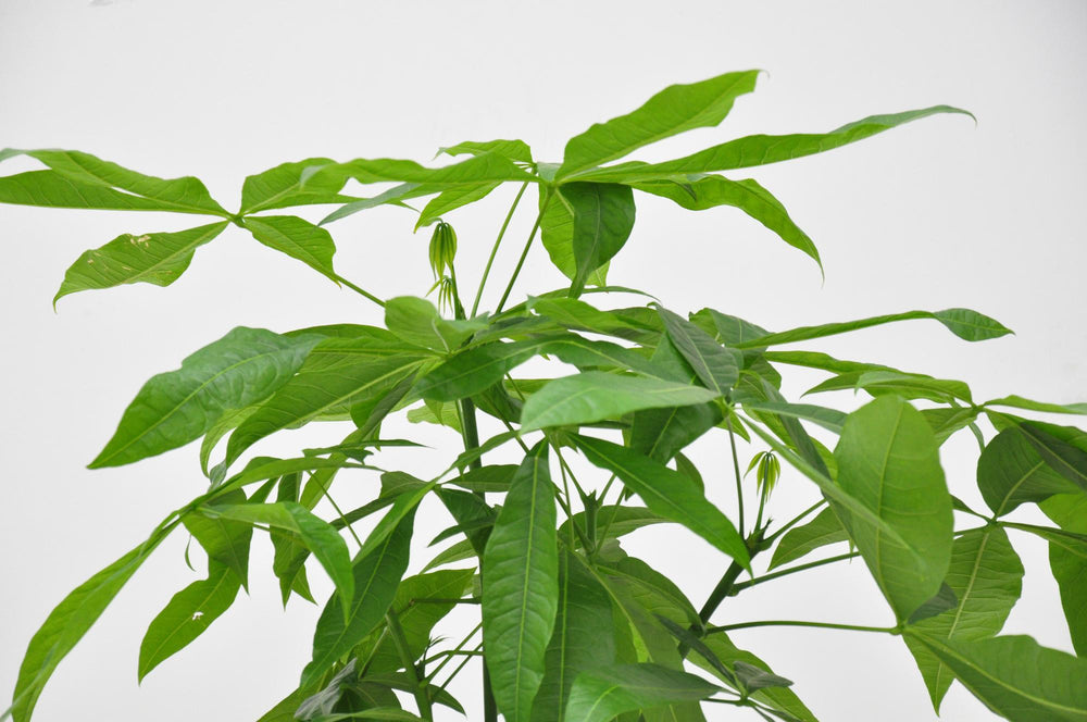 Pachira Aquatica - 110cm - ø21cm