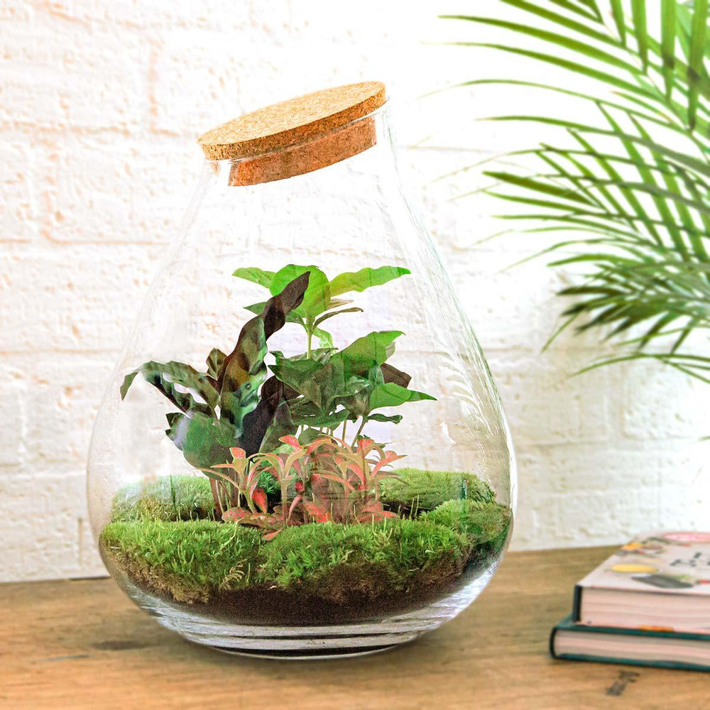 DIY Planten terrarium - Drop XL Palm - Ø 24 cm ↑ 37 cm - Rake + Shovel + Tweezer + Scissors