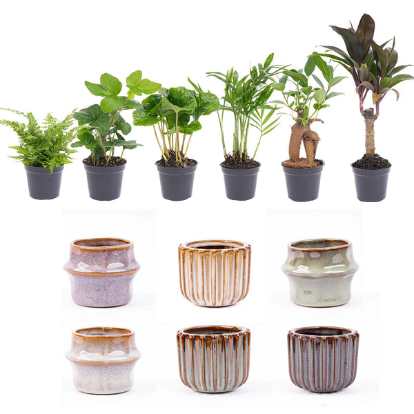 Mini-plantenset Barcelona — 6 planten in keramische potjes