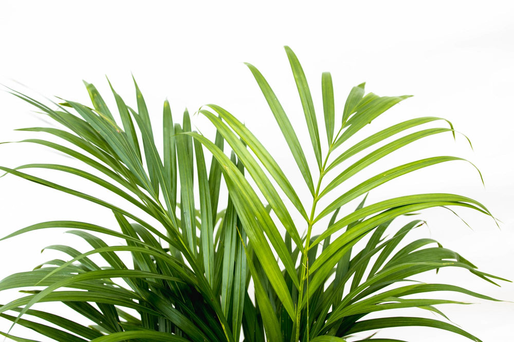 Dypsis Lutescens (Areca palm) 140 cm - ø21-24