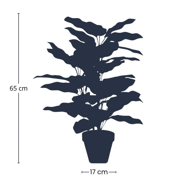 Calathea — 65 cm — Kunstplant
