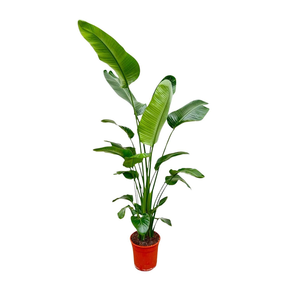 Strelitzia Nicolai - 180-200 cm - ø25-30