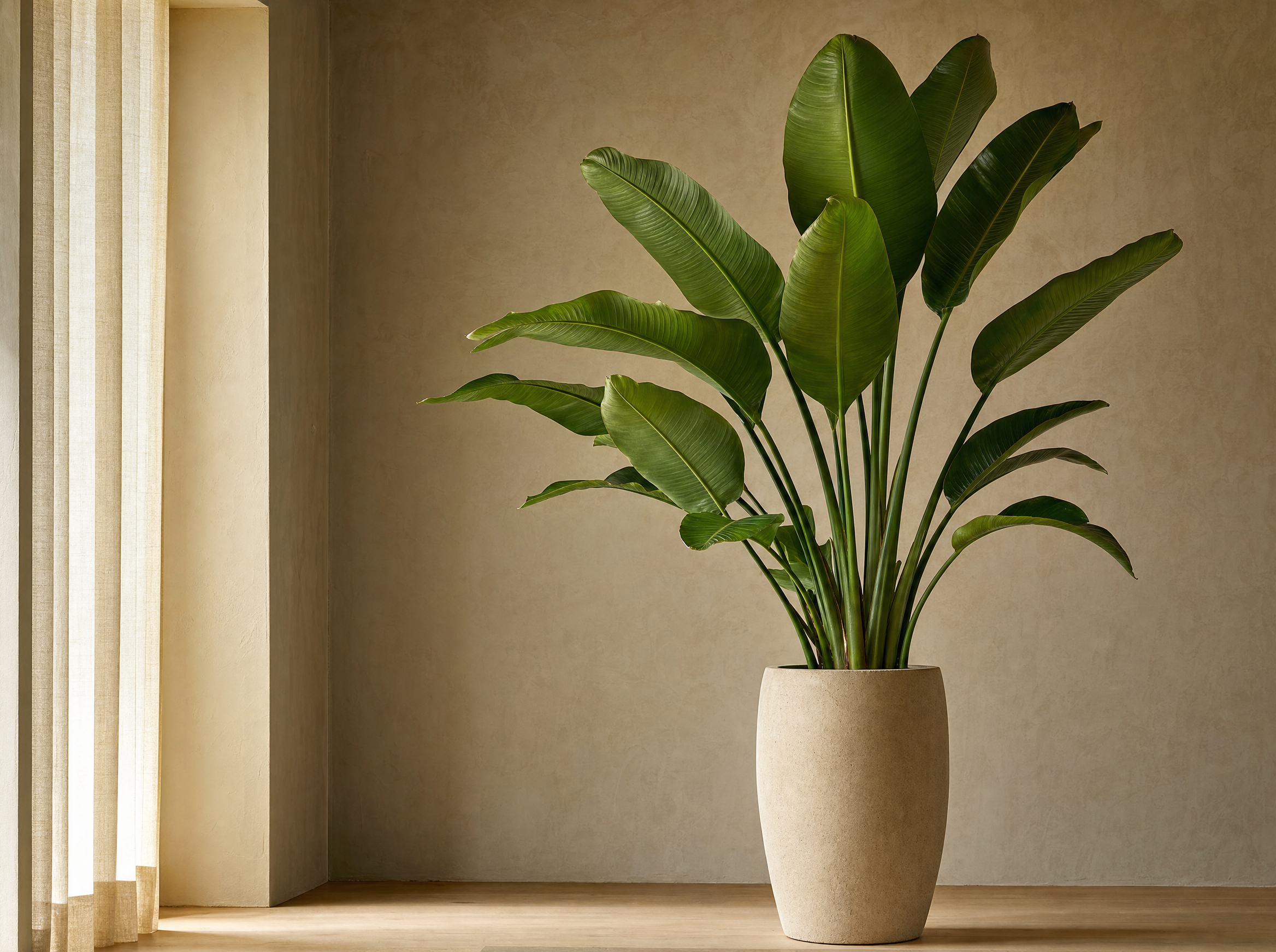 Plant + pot in 1 set